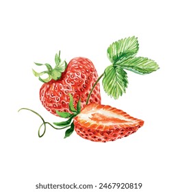 Strawberry watercolor. Whole and half berry, green leaf, tendril. Vector illustration. For cards, invitations, covers, banners, tea, juice, jam, cosmetics labels.