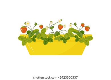 Strawberry in yellow balcony long pot ,cultivation, garden ,, on isolated white background, vector illustration 