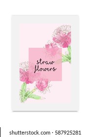 Strawflower vector illustration hand drawn painted watercolor