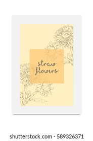 Strawflower vector illustration hand drawn painted 