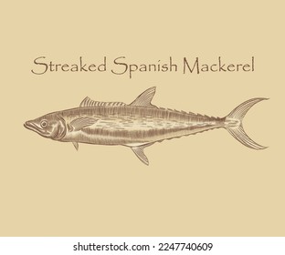 Streaked Spanish mackerel fish illustration with details and highlights.