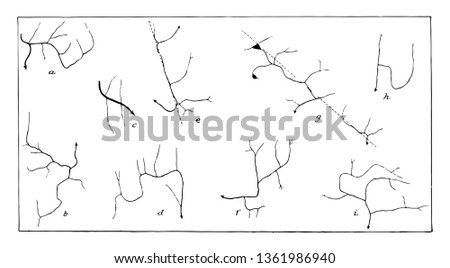 Streamlet branching are separate flows values which represents end to end flow of value. In summer time banks of streamlet are covered with glory vintage line drawing.