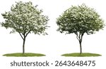 Street tree set of Cornus walteri, Swida walteri, vector illustration, Walter’s dogwood isolated on transparent background, landscaping tree, urban forest planning, ornamental tree.