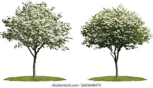 Conjunto de árvores de rua de Cornus walteri, Swida walteri, ilustração vetorial, dogwood de Walter isolado em fundo transparente, árvore paisagística, planejamento florestal urbano, árvore ornamental.