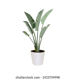 Strelitzia (Bird Of Paradise), Potted Plant  Isolated On The White Background, Tropical Plants, Modern Houseplants, Vector Illustration