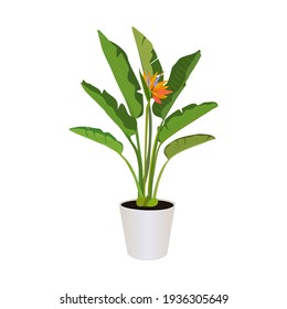 Strelitzia (Bird of Paradise), potted plant  isolated on the white background, tropical plants, modern houseplants, vector illustration