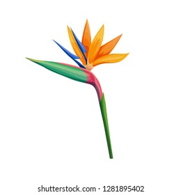Strelitzia or Bird of Paradise, tropical flower. Cartoon style vector illustration