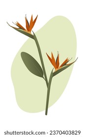 Pájaro del paraíso de Strelitzia. Ilustración del vector