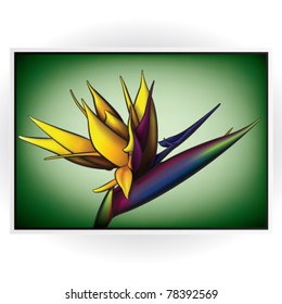 Strelitzia, Bird of Paradise - Vector Red Flower