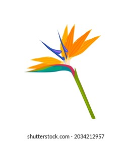 Strelitzia flower, bird of paradise. Vector illustration cartoon flat icon isolated on white background.