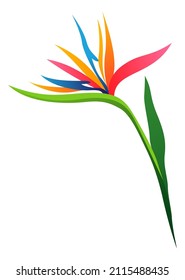 Strelitzia flower. Bright tropical blossom with green leaves
