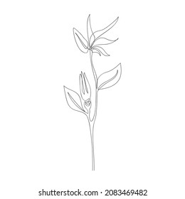 Strelitzia flower drawn by one line. Floral sketch. Continuous line drawing african plant. Modern art. Vector illustration.