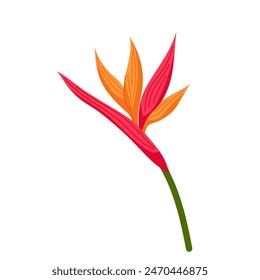 Strelitzia flower in flat style. Tropical flower on a white background.