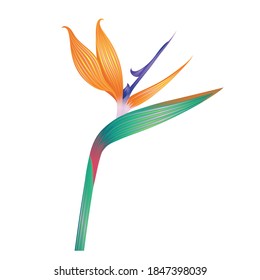 Strelitzia flower isolated on white. 