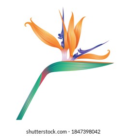 Strelitzia flower isolated on white. 