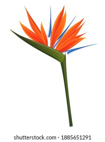 Strelitzia Flower Isolated on White Background. Vector Illustration