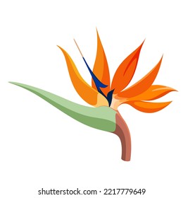 Strelitzia flower on a white background. Cartoon design.
