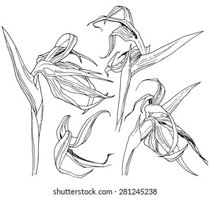 Strelitzia flower set, hand-drawn design elements.