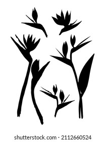 Strelitzia flower silhouette illustration. Vector tropical flower isolated set. Strelitzia, bird of paradise.