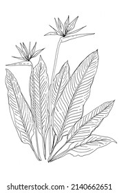 Strelitzia flower vector line drawing of flowers and leaves.