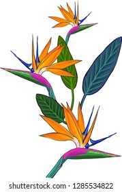 Strelitzia flowers vector drawing, Bird of Paradise