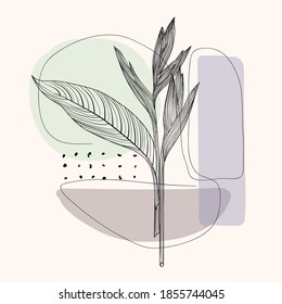 Strelitzia hand drawing vector. Minimal art flower on geometric shapes backgroud. Modern universal aesthetic floral card, hand drawn abstract shapes. Good for poster, card, banner, cover.