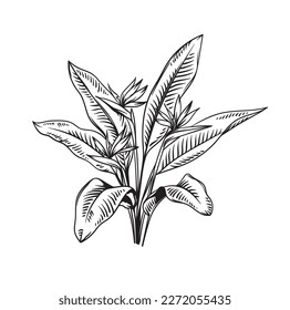 Strelitzia. Hand drawn black and white tropical plant. Vector illustration. Foliage design. Botanical element isolated on a white background.