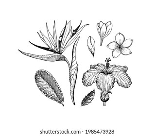 Strelitzia, Hibiscus, Plumeria. Flowering plants. Tropical or exotic leaves and leaf. Vintage fern. Engraved flowers. Hand drawn. Botanical background. Summer herb