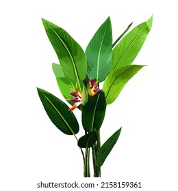 Strelitzia isolated on white background. Modern illustration of a tropical plant for banners, posters.