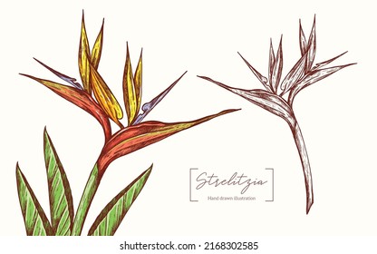 Strelitzia isolated white background. Tropical flowers. Vintage vector hand drawn. Floral illustrations  for invitations, card, print and designs