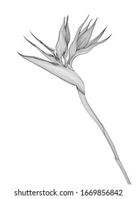 Strelitzia macro line flowers, vector detailed illustration. Tropic pure editable outline stroke transparent floral design. Beautiful minimalist modern geometric elegance Sketch Hand drawn background
