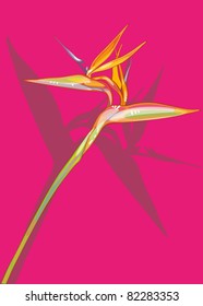 Strelitzia, magenta background
