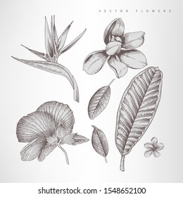 Strelitzia, magnolia, hibiscus. Tropical flowers and leaves, vector illustratoin. Botanical art.  Engraving style
