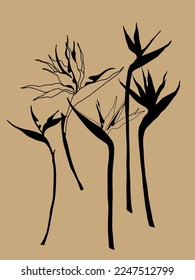 Strelitzia minimal vector illustration. botanical