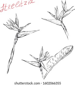 Strelitzia, nature , botanical , flower, sketch ,  design elements isolated on white background . Concept for logo, cards, print  