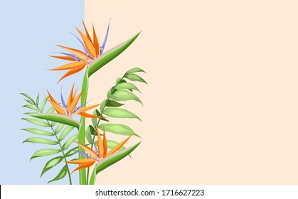 Strelitzia orange tropical flower isolated on color background. Vector illustration.