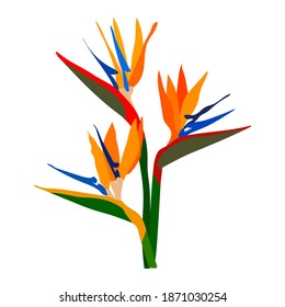 Strelitzia orange tropical flower isolated on white background. Exotic tropical strelitzia flower or bird of paradise. Vector illustration for print greeting card, poster, website design