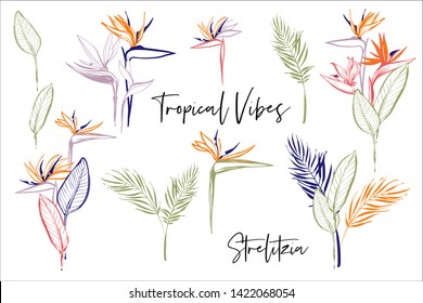 Strelitzia pink, green, orange, colorful line flowers, banana palm leaf. Tropic outline floral illustrations. Tropical collection. Sketch in watercolor style. Hand drawn line on white background