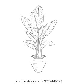 Strelitzia. A plant with beautiful large leaves in a flowerpot.Vector black and white image on a white background.