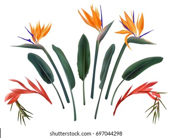 Strelitzia Reginae and billbergia flower vector illustration collection isolated on white. Green leaves, orange and red blossom realistic design set. African plant, crane flower, bird of paradise.