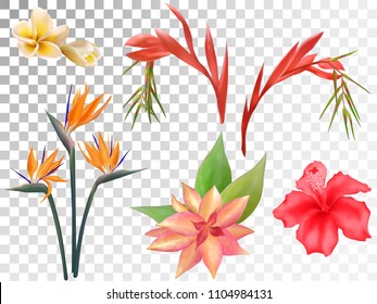 Strelitzia Reginae, billbergia, plumeria frangipani and hibiscus flower vector set on transparent. Bright blossom realistic design set. Tropical plants, crane flower or bird of paradise, hawaii flower