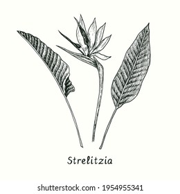 Strelitzia reginae (bird paradise)