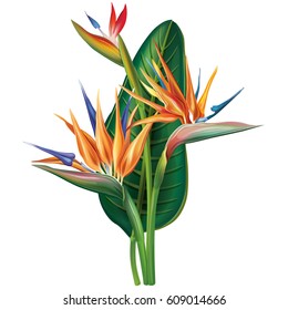 Strelitzia reginae (bird-of-paradise) flower - Shutterstock ID 609014666