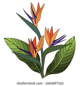 Strelitzia reginae crane flower. element Beautiful colorful illustration on white backdrop. isolated outline drawing. Vector floral background. Paradise nature. For decoration design. isolated element