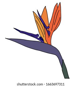 Flor de grúa de Strelitzia reginae. elemento Hermosa ilustración colorida sobre fondo blanco. dibujo de esquema aislado. Fondo vegetal vectorial. Naturaleza paraíso. Para el diseño de la decoración. elemento aislado