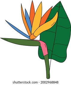 Strelitzia reginae crane flower. element Beautiful colorful illustration on white backdrop. isolated outline drawing. Vector floral background. Paradise nature. For decoration design. isolated element