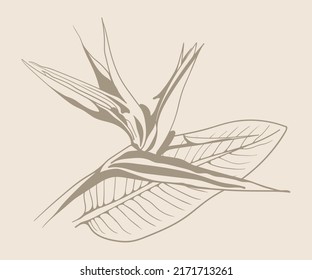 Strelitzia reginae exotic flower vector illustration. Tropical flora garden blossom bird of paradise.