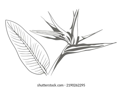 Strelitzia reginae exotic flower vector illustration. Tropical flora garden blossom bird of paradise.