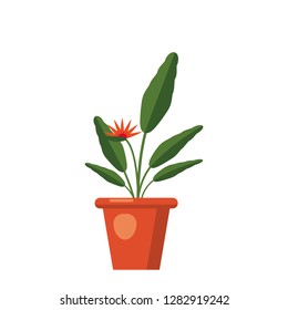 Strelitzia reginae, flower or bird of paradise. Green leaves, orange and violet blossom bouquet. South Africa flowering plant in vase. Vector illustration isolated on white background