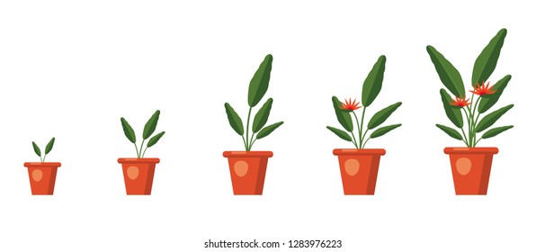 Strelitzia reginae, flower or bird of paradise. Plant growth stages. Green leaves, orange and violet blossom bouquet. South Africa flowering plant in vase. Vector illustration isolated on white